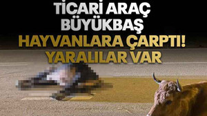 Ticari araç büyükbaş hayvanlara çarptı: 4 kişi yaralandı